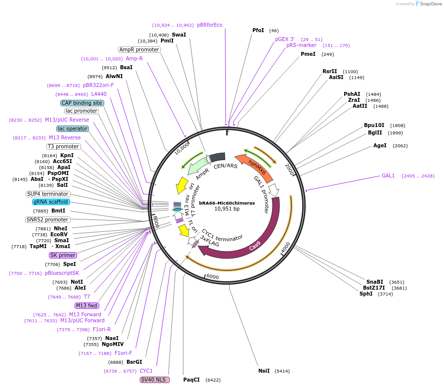 245525-plasmid-map-sequence-id-496317