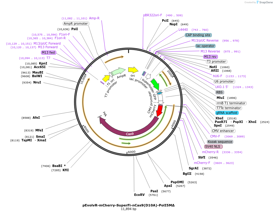 249070-plasmid-map-sequence-id-496322