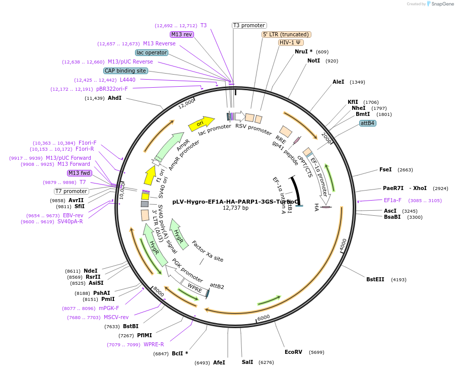 248158-plasmid-map-sequence-id-496330