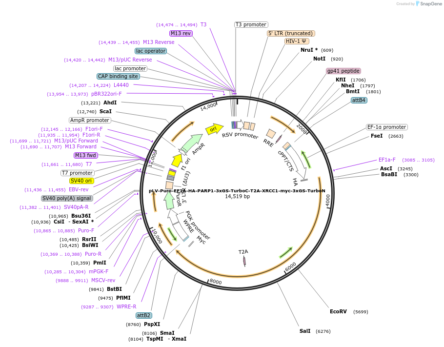 249504-plasmid-map-sequence-id-496331