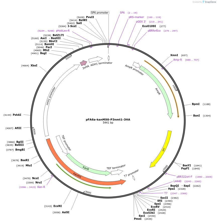 39283-plasmid-map-sequence-id-49634