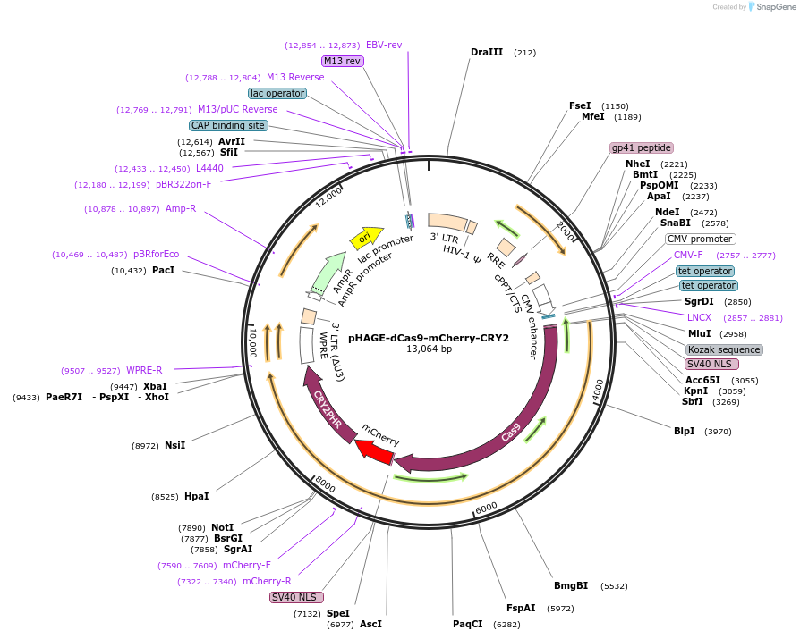249579-plasmid-map-sequence-id-496340