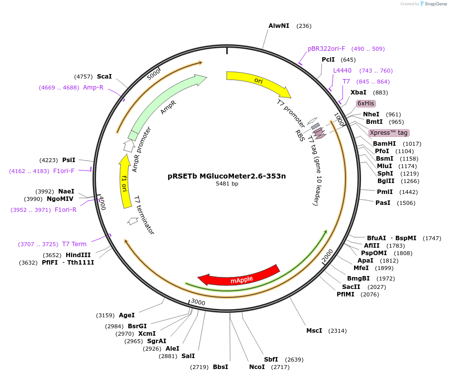 247468-plasmid-map-sequence-id-496352