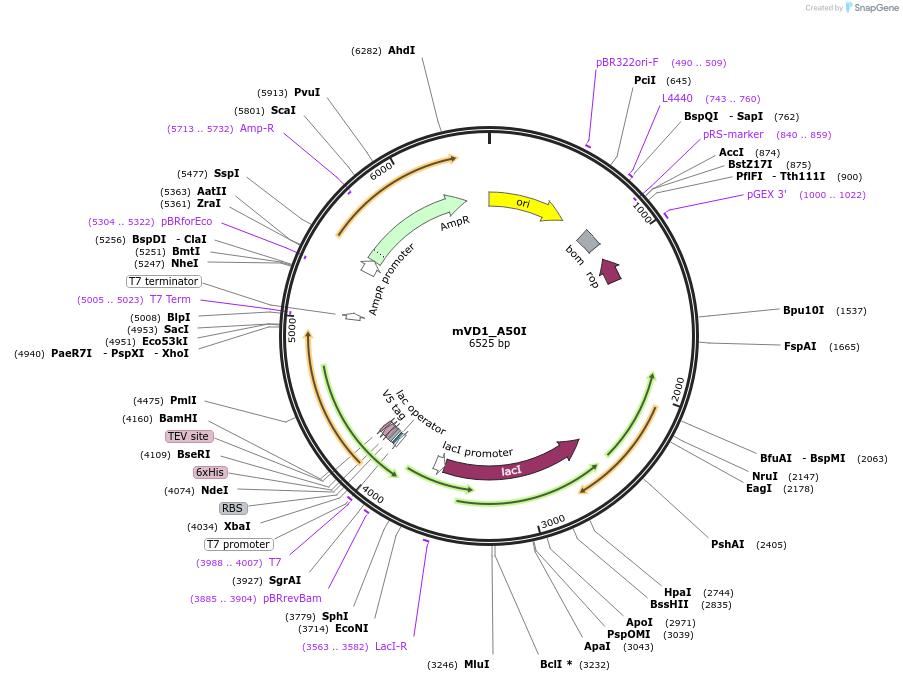 245894-plasmid-map-sequence-id-496356