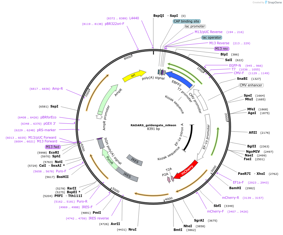 242850-plasmid-map-sequence-id-496359