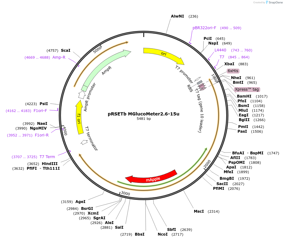 247469-plasmid-map-sequence-id-496366