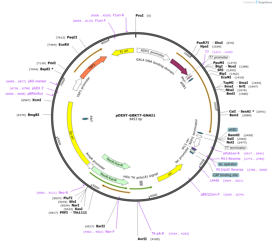 248653-plasmid-map-sequence-id-496377