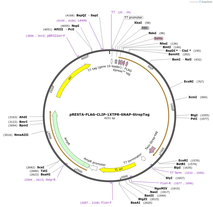 248182-plasmid-map-sequence-id-496383