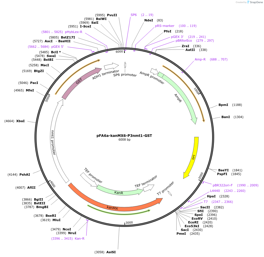 39286-plasmid-map-sequence-id-49639