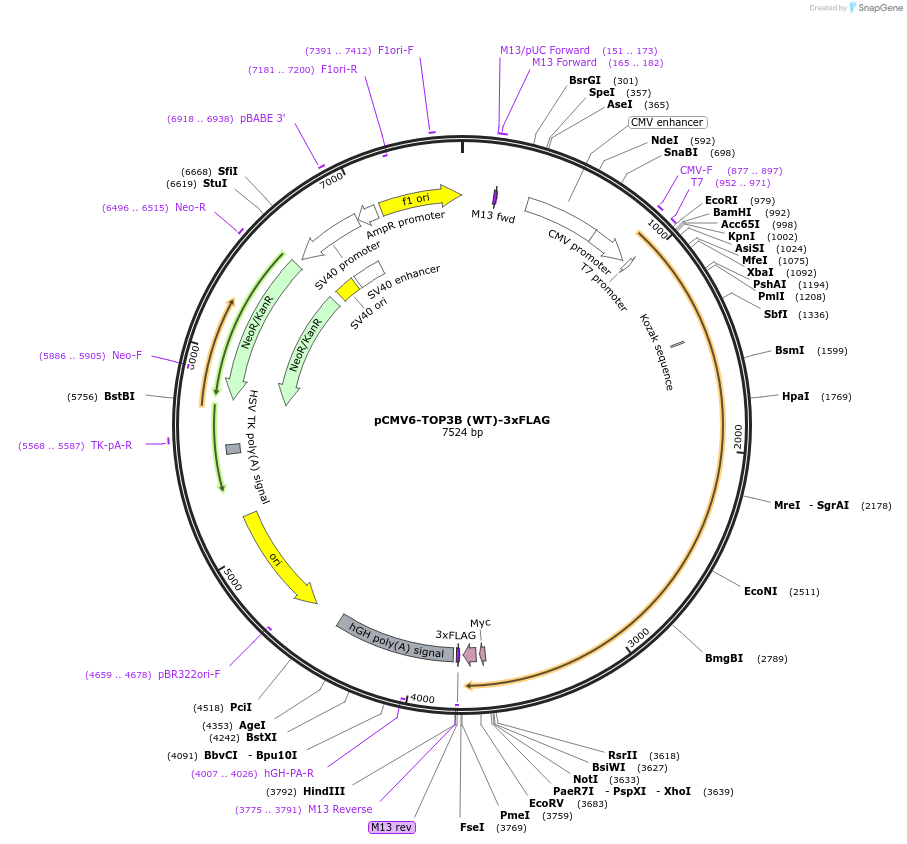 249681-plasmid-map-sequence-id-496397