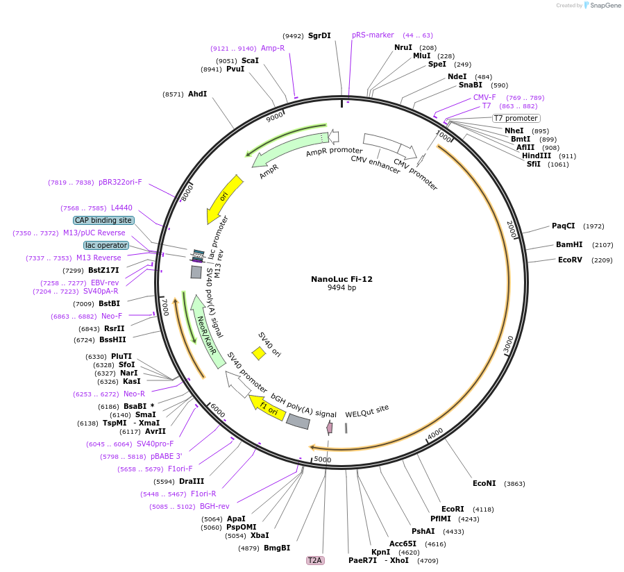 249698-plasmid-map-sequence-id-496398
