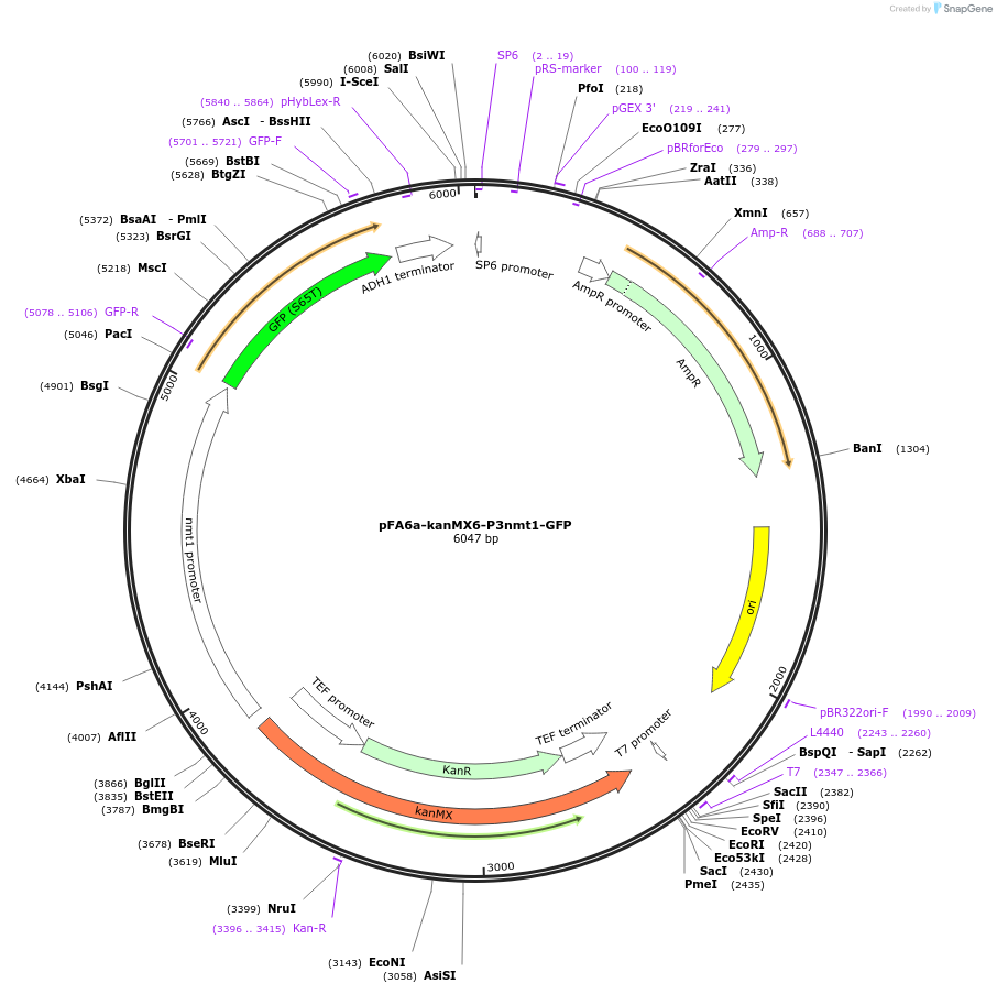 39289-plasmid-map-sequence-id-49640