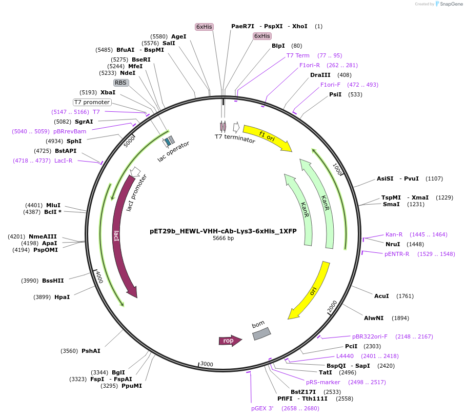 248353-plasmid-map-sequence-id-496401
