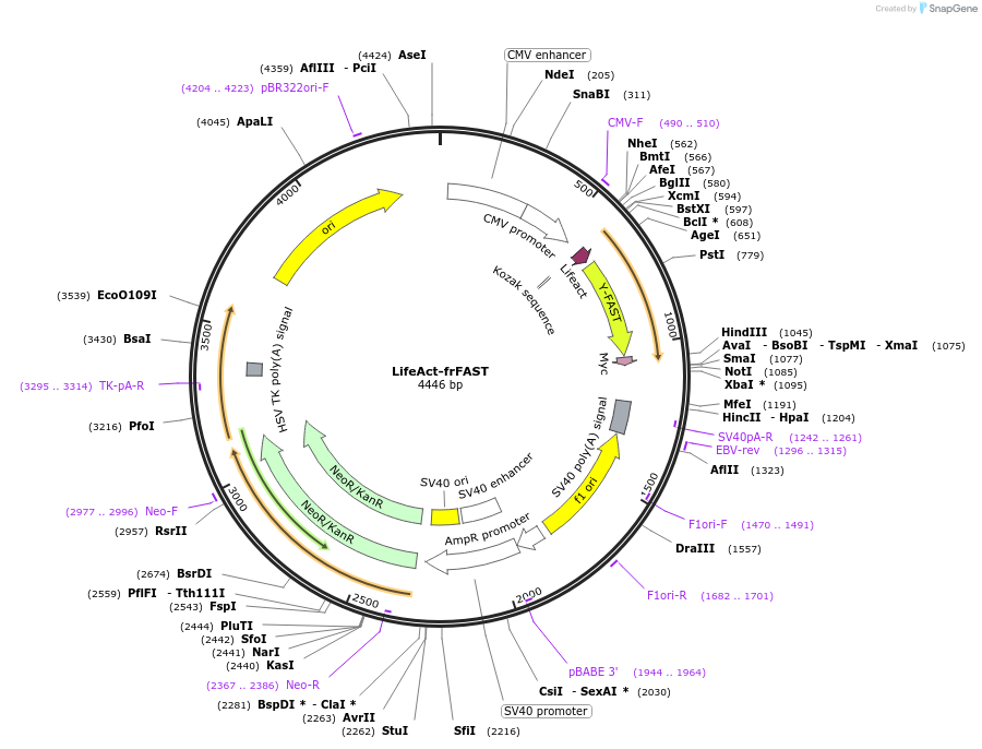 244247-plasmid-map-sequence-id-496402