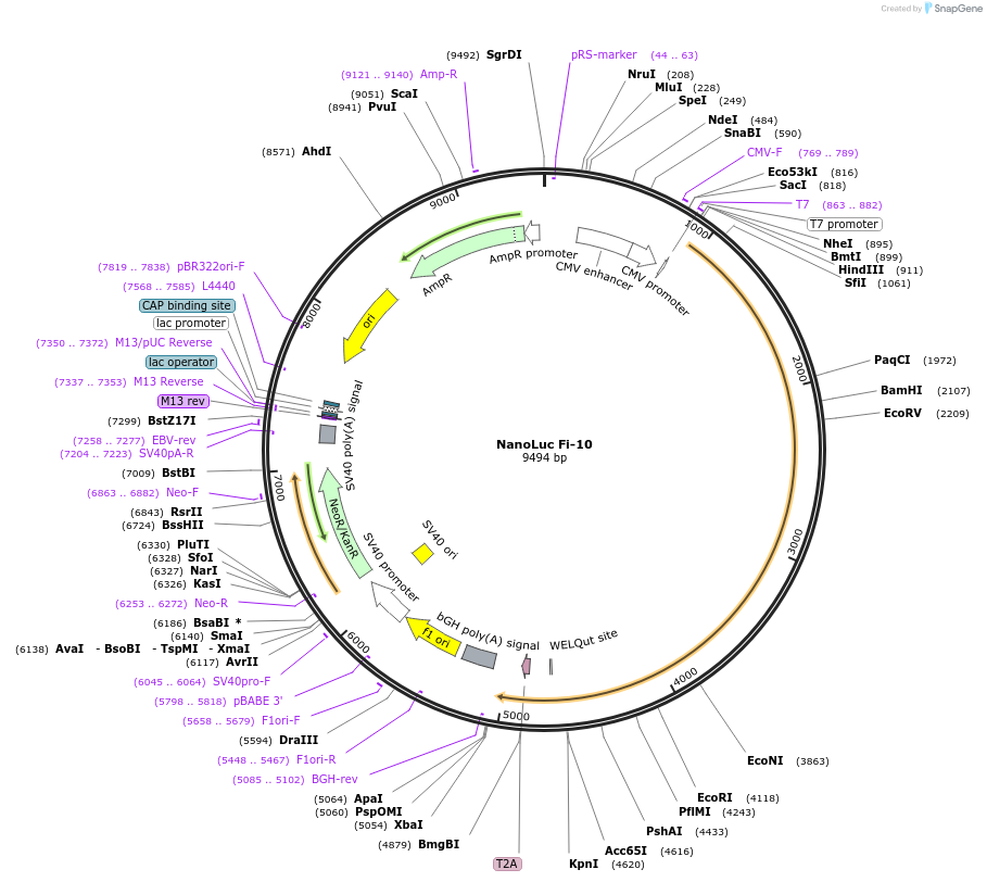 249695-plasmid-map-sequence-id-496403
