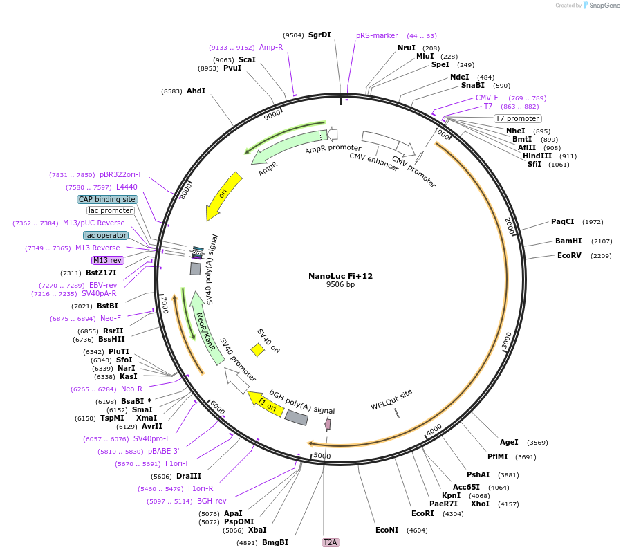 249699-plasmid-map-sequence-id-496405