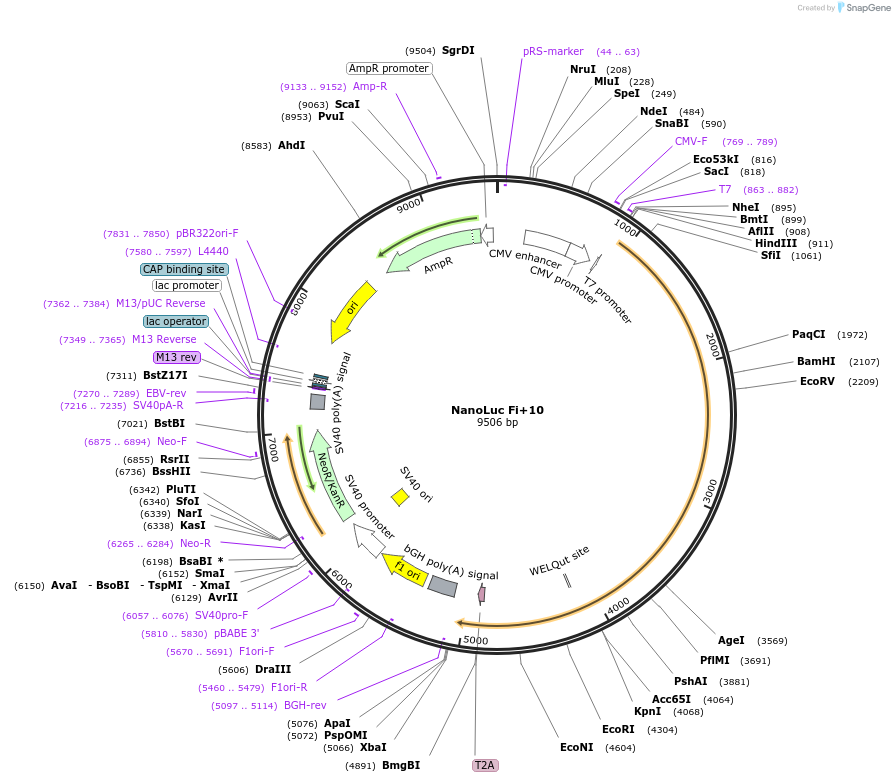 249696-plasmid-map-sequence-id-496406