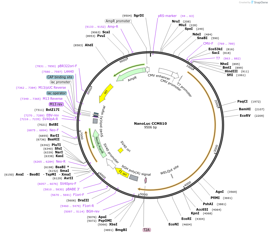 249694-plasmid-map-sequence-id-496407