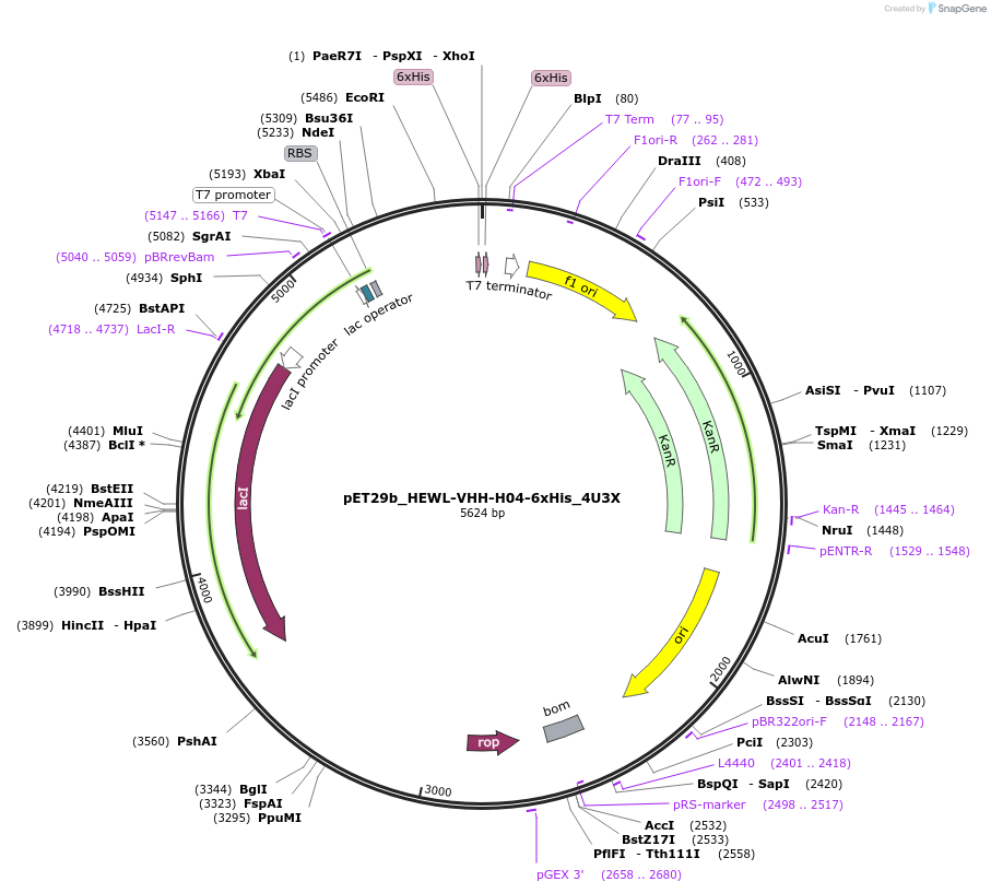 248574-plasmid-map-sequence-id-496408