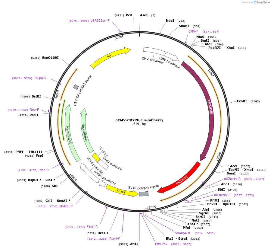 249577-plasmid-map-sequence-id-496414