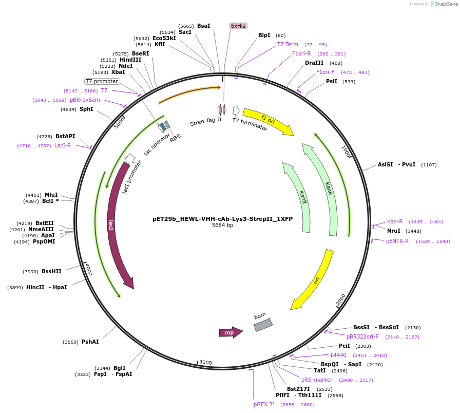 248575-plasmid-map-sequence-id-496415
