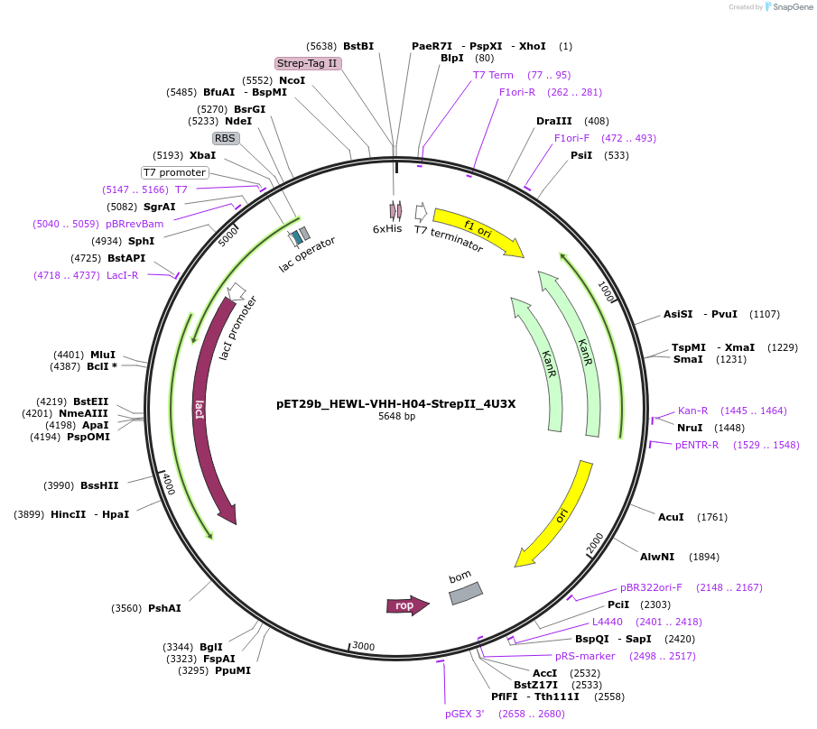 248576-plasmid-map-sequence-id-496416