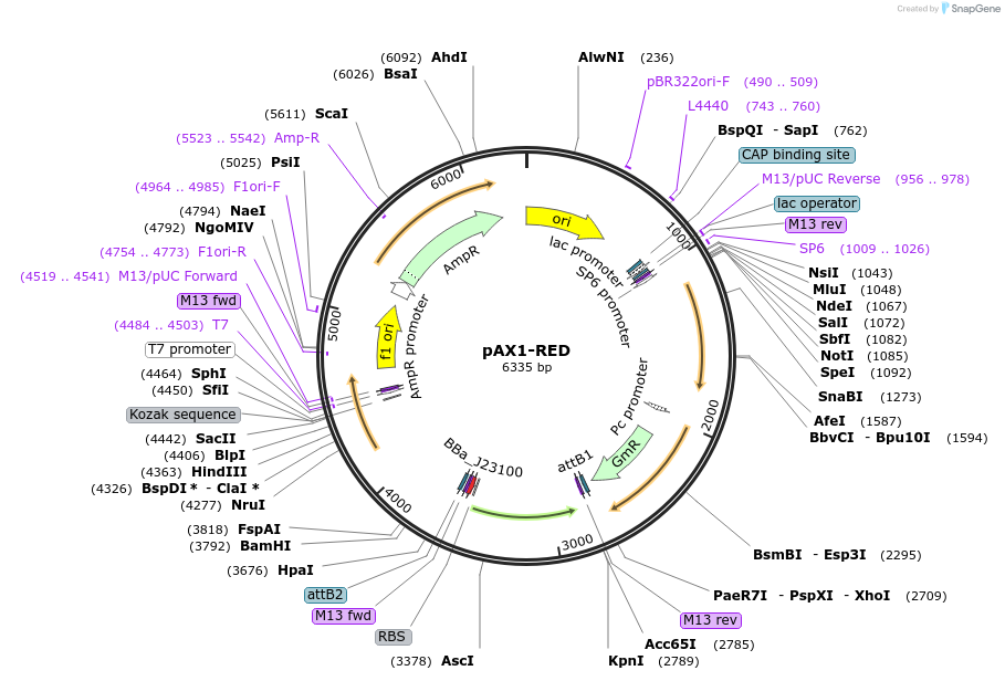 496419_map