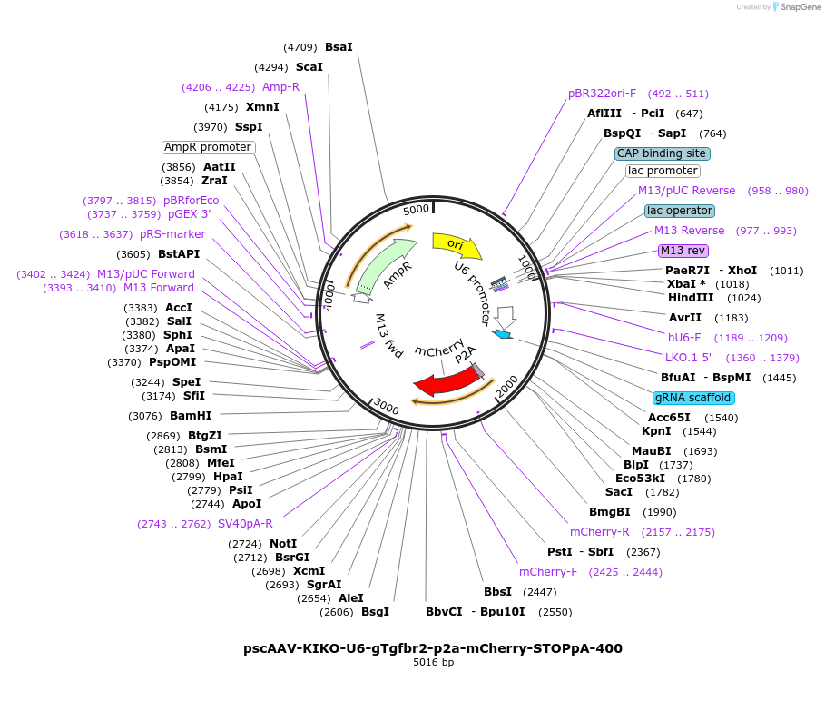 249131-plasmid-map-sequence-id-496420