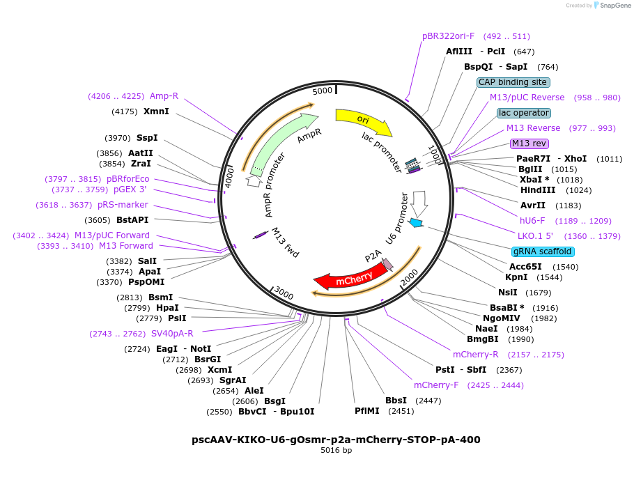 249130-plasmid-map-sequence-id-496421