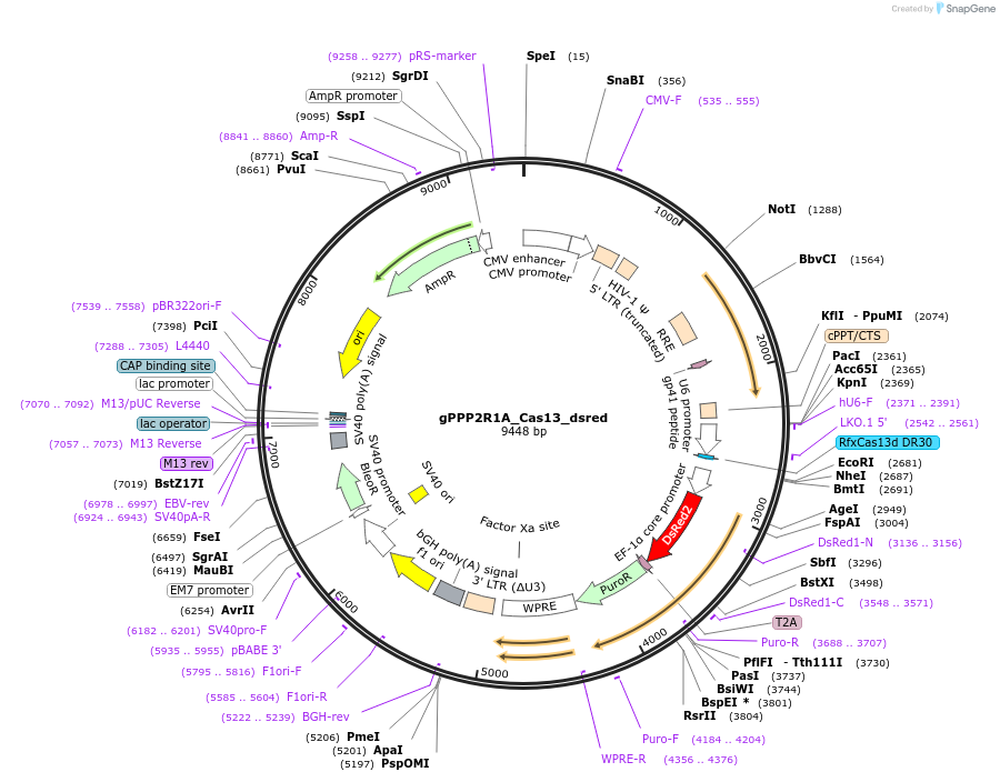 248705-plasmid-map-sequence-id-496422