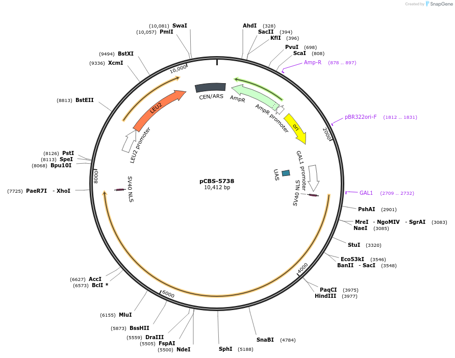 249324-plasmid-map-sequence-id-496429