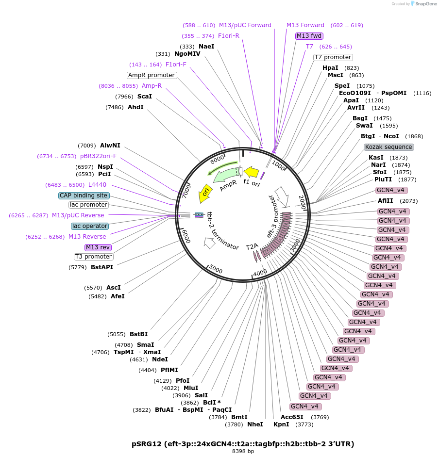 245120-plasmid-map-sequence-id-496430