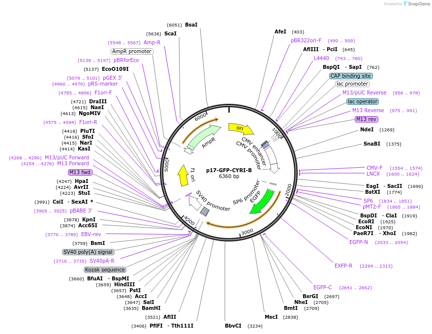 248969-plasmid-map-sequence-id-496434