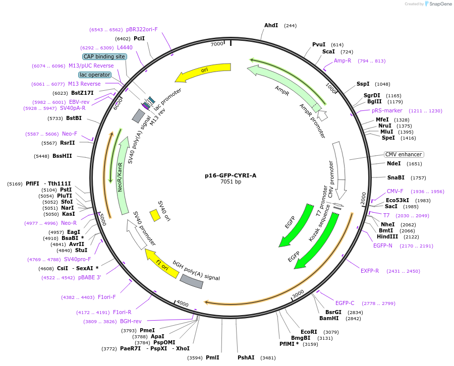 247175-plasmid-map-sequence-id-496438