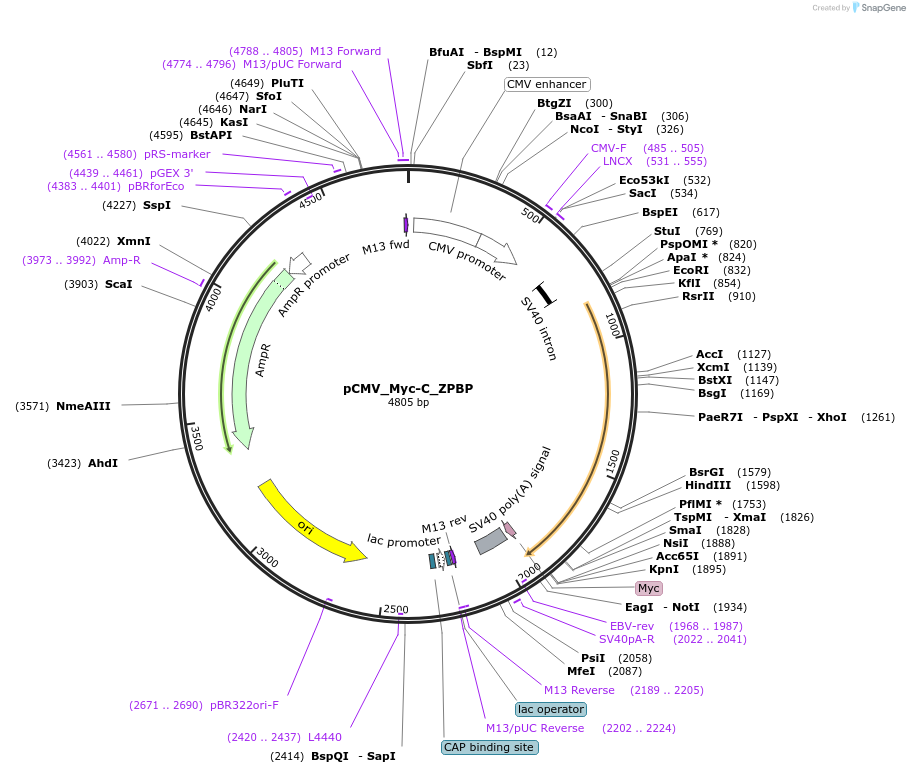 248688-plasmid-map-sequence-id-496481