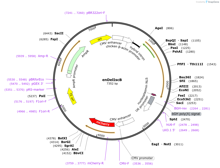 247329-plasmid-map-sequence-id-496503