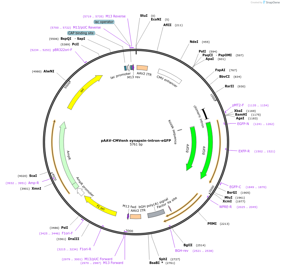 247941-plasmid-map-sequence-id-496505