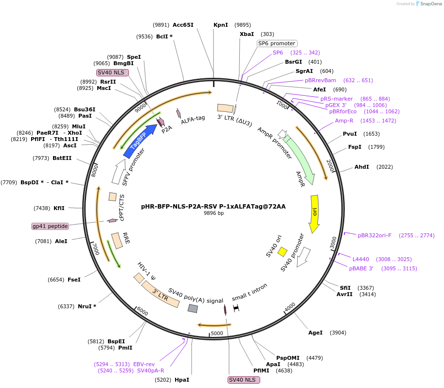 246864-plasmid-map-sequence-id-496509