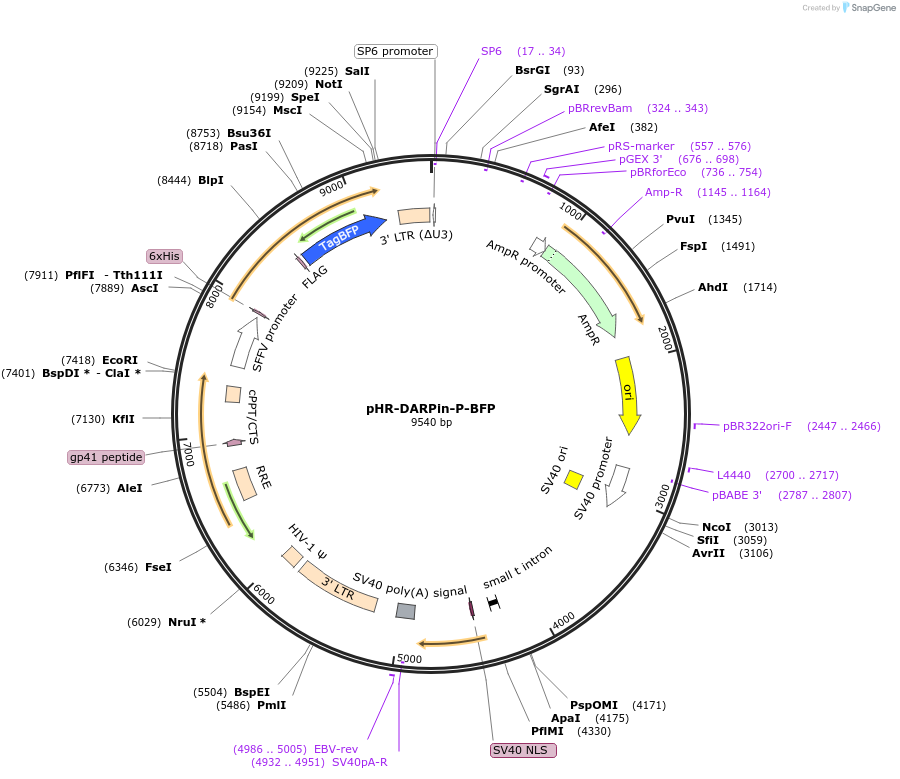 246865-plasmid-map-sequence-id-496510