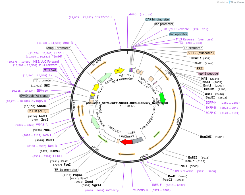 247927-plasmid-map-sequence-id-496528