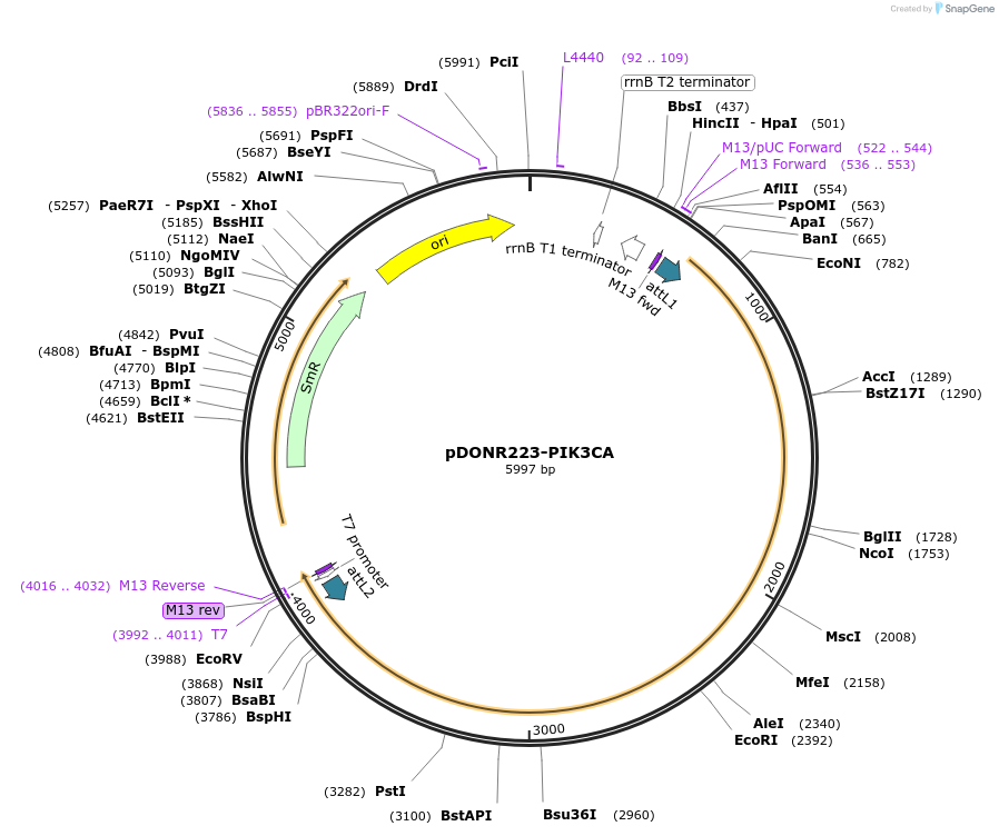 23466-plasmid-map-sequence-id-496541