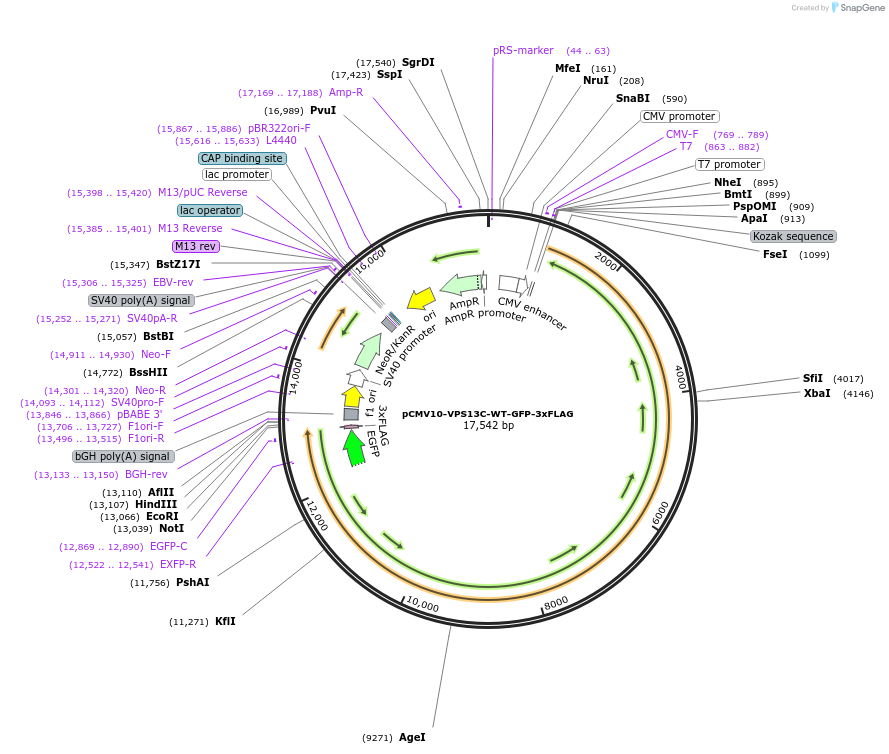 248322-plasmid-map-sequence-id-496676