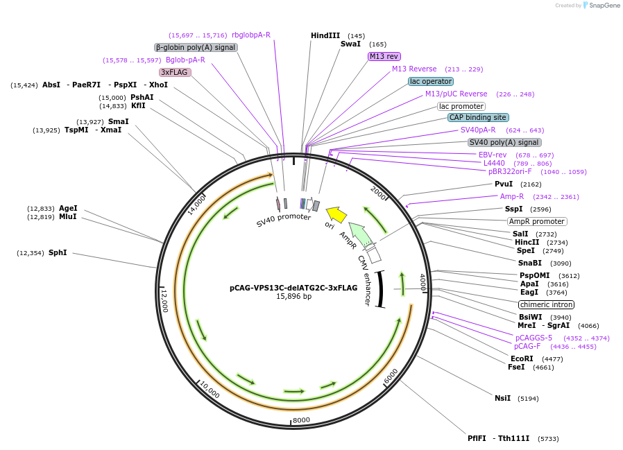 248316-plasmid-map-sequence-id-496677