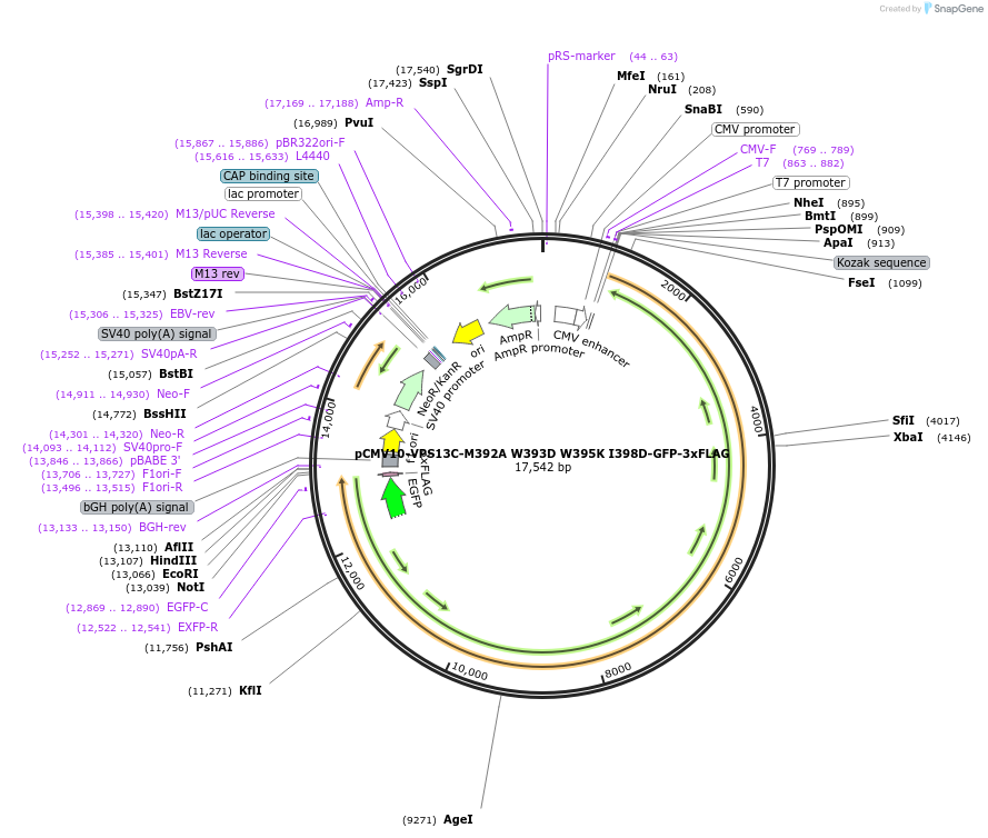 248323-plasmid-map-sequence-id-496680