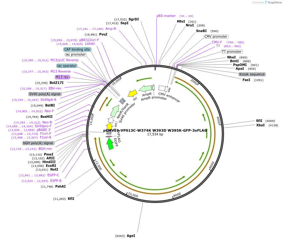 248325-plasmid-map-sequence-id-496681