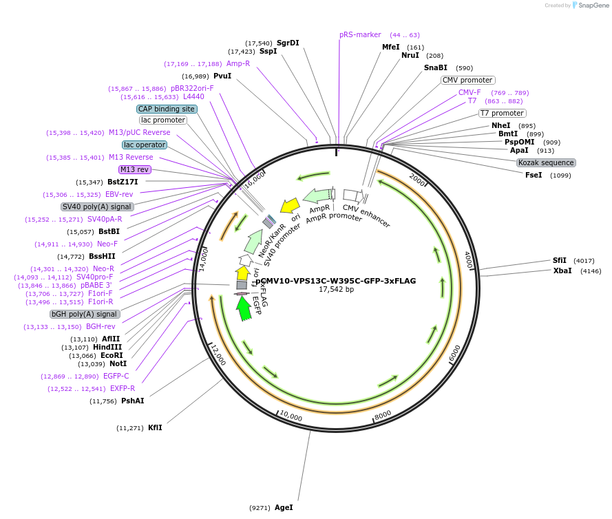 248326-plasmid-map-sequence-id-496682