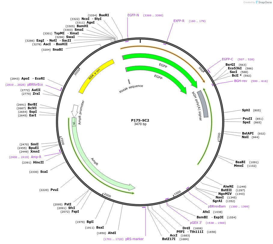 249730-plasmid-map-sequence-id-496720