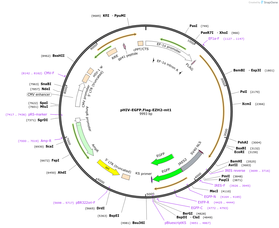 220244-plasmid-map-sequence-id-496736