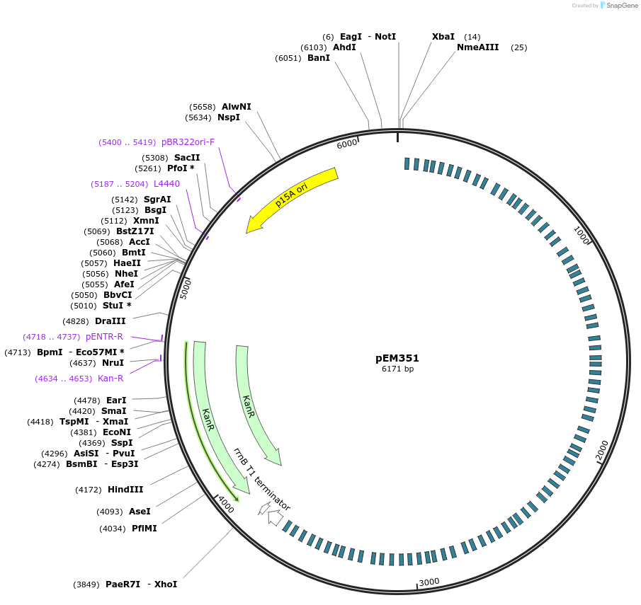 248763-plasmid-map-sequence-id-496748