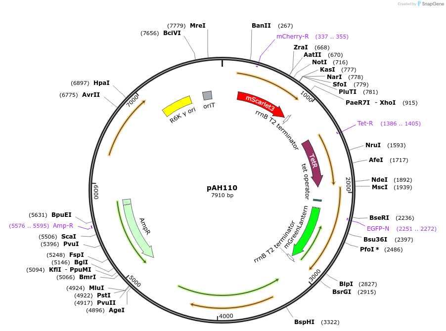 248730-plasmid-map-sequence-id-496755